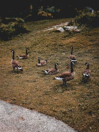 High angle view of birds on field