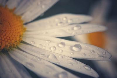 Close-up of wet yellow flower on table