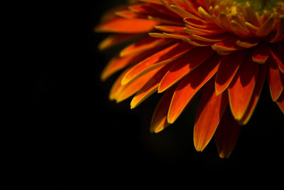 Close-up of fresh orange flowers against black background