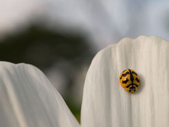 Close-up of ladybug on white flower