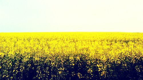 Scenic view of field against clear sky