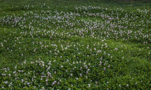 Fresh flowers blooming in field