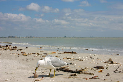 shore