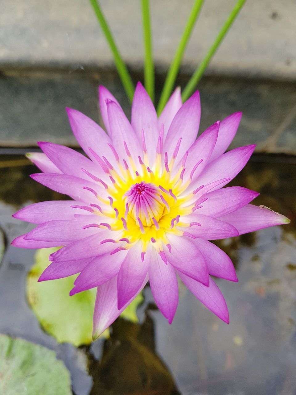 CLOSE-UP OF FLOWER BLOOMING