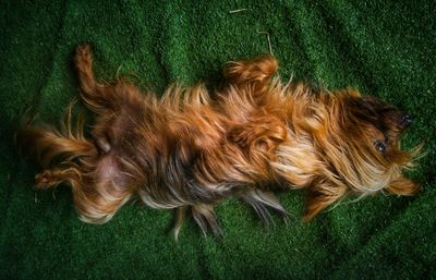 Directly above shot of dog lying on grass