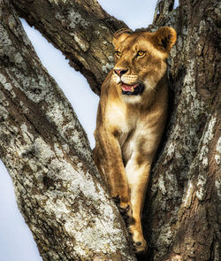 Low angle view of cat on tree