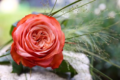 Close-up of red rose