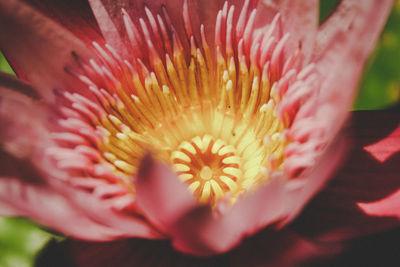 Close-up of pink flower