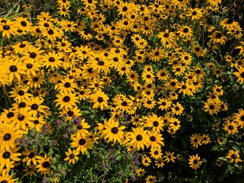 Yellow flowers blooming on field