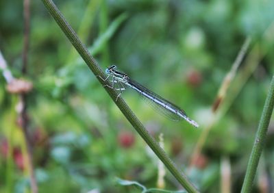 Close-up of dragonfly on blade of grass