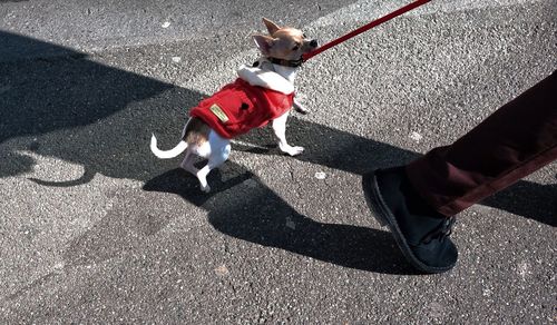 High angle view of chihuahua on street