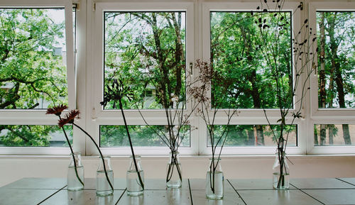Potted plants on glass window