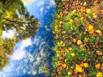 Low angle view of trees against sky