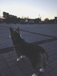 Dog sitting on street in city