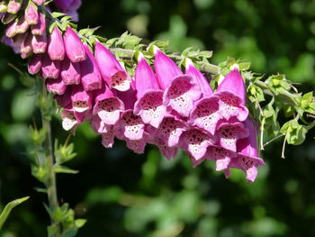 Close-up of pink flowering plant