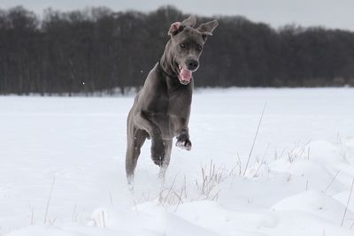 Dog running on snow field against sky