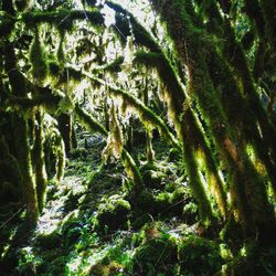 Trees growing in forest