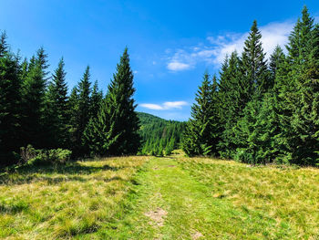 Pine trees on field against sky