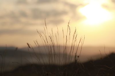 Close-up of stalks against sunset sky