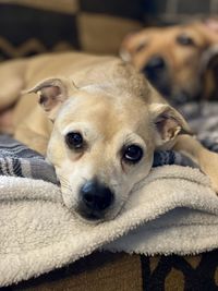 Close-up portrait of a dog resting at home