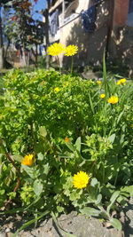 Close-up of yellow flowers