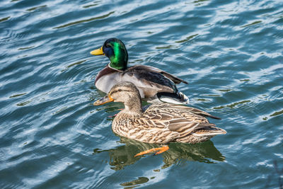 High angle view of mallard duck swimming in lake