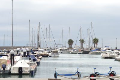 Sailboats moored at harbor