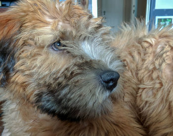 Close-up of a dog looking away