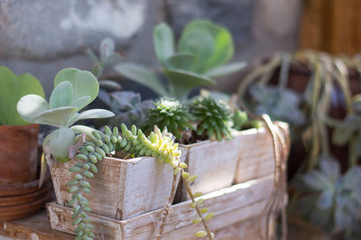 Close-up of succulent plant in basket