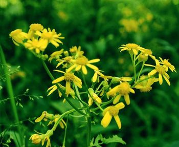 Close-up of yellow flower