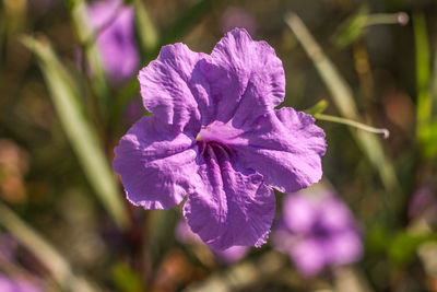 Close-up of purple flowering plant