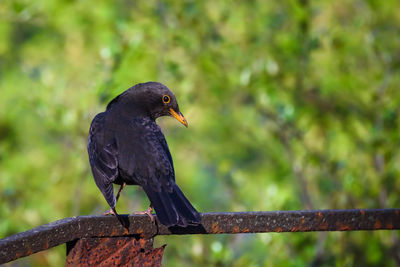 Close-up of bird perching on railing