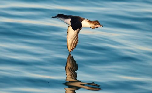 Bird flying over lake