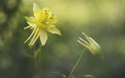 Close-up of yellow flower