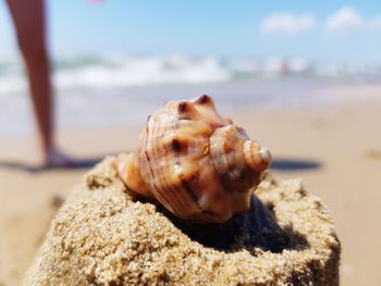 Close-up of shell on beach