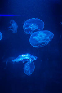 Close-up of jellyfish swimming in water