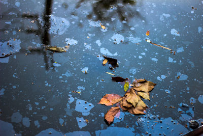 High angle view of leaves in puddle on road