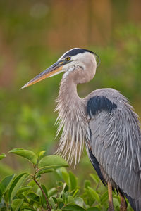 High angle view of gray heron