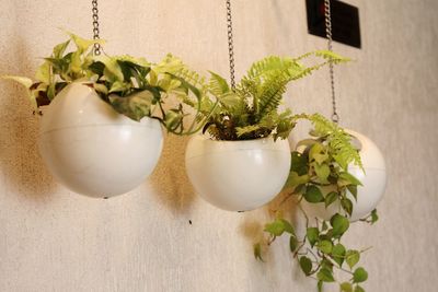 Close-up of potted plants hanging by wall