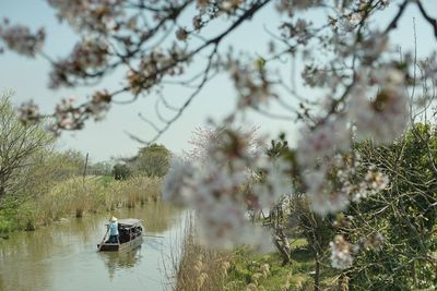 A rowing boat on nishinoko lake at cherry blossom season