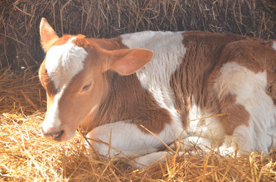 Close-up of horse