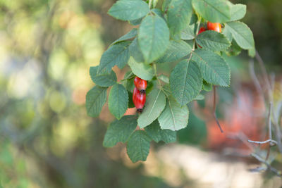 leaf