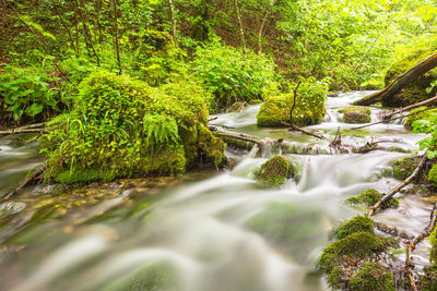 River flowing through forest