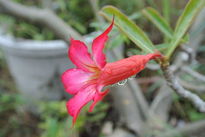 Close-up of pink rose flower