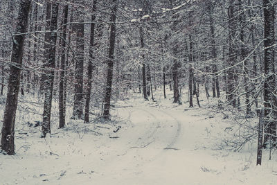 Bare trees in forest during winter