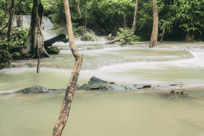 Scenic view of river flowing in forest