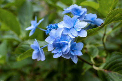 flowering plant