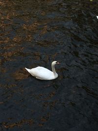 High angle view of swan swimming in lake