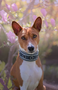 Close-up portrait of dog against blurred background