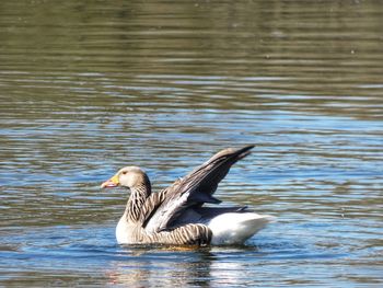 Duck swimming in lake